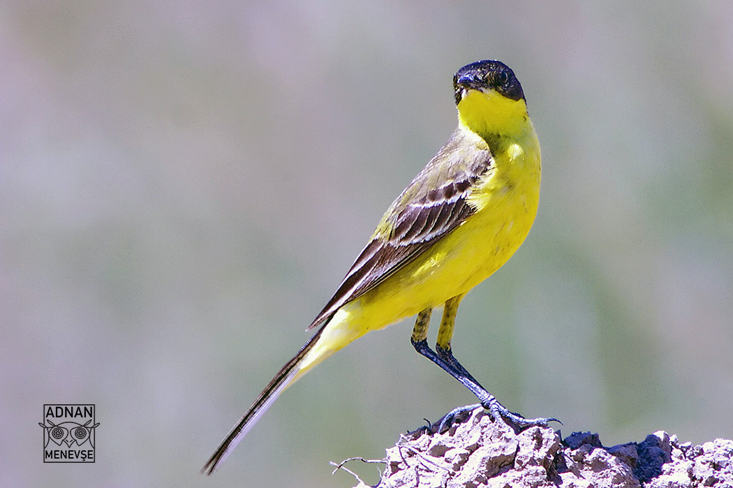 Western Yellow Wagtail